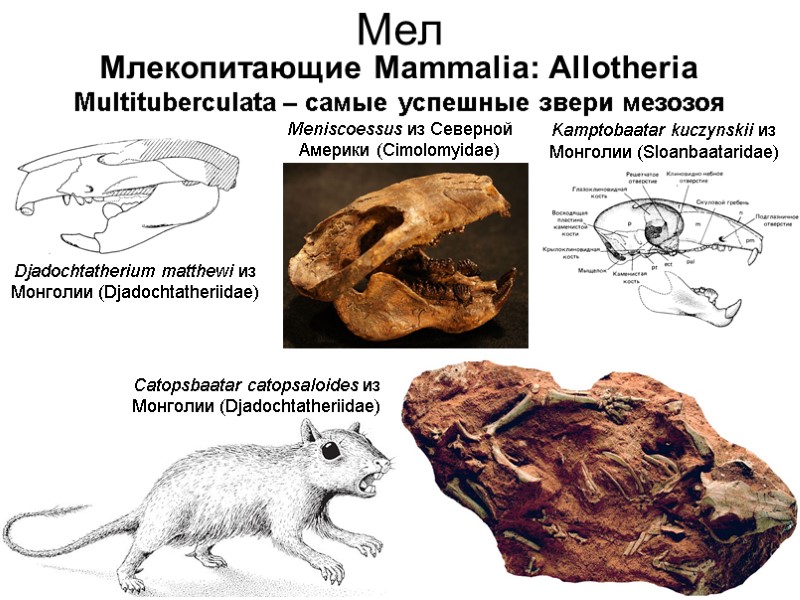 Мел Млекопитающие Mammalia: Allotheria Multituberculata – самые успешные звери мезозоя Djadochtatherium matthewi из Монголии